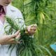 Cannabis’ Pain-Relieving Property Revealed, Flavonoids Cannflavin A and Cannflavin B: New Study