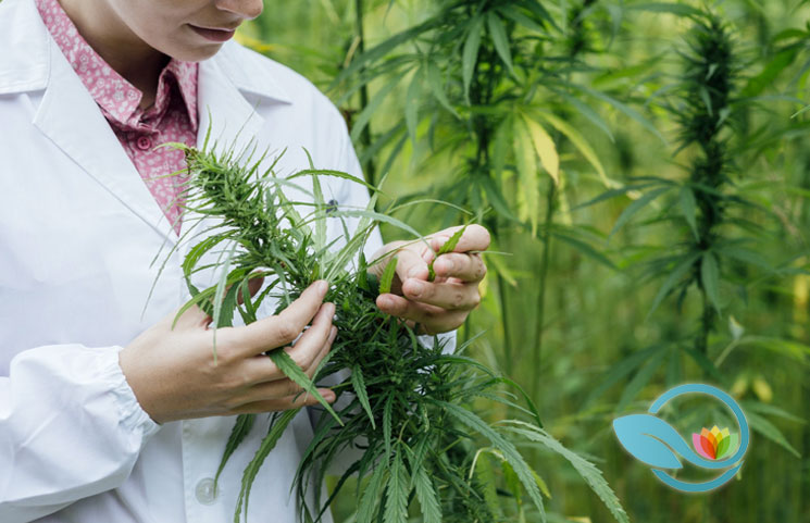Cannabis’ Pain-Relieving Property Revealed, Flavonoids Cannflavin A and Cannflavin B: New Study