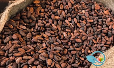 Cocoa vs Cacao: Knowing the Differences of These Chocolate-Related Terms
