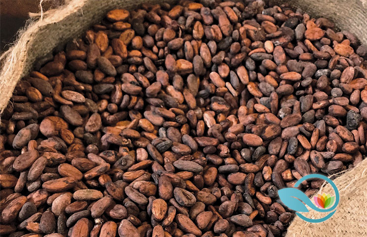 Cocoa vs Cacao: Knowing the Differences of These Chocolate-Related Terms