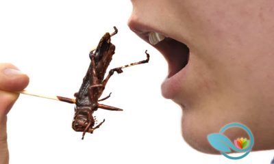 Crickets and Insects Found to Be Five Times More Beneficial than Orange Juice