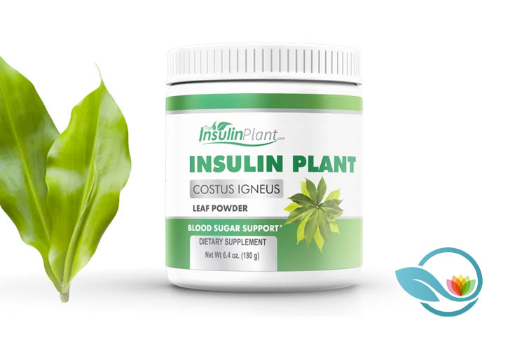 Insulin Plant