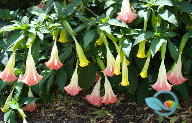 Dangerous Hallucinogenic Plant Found Blooming in New York City