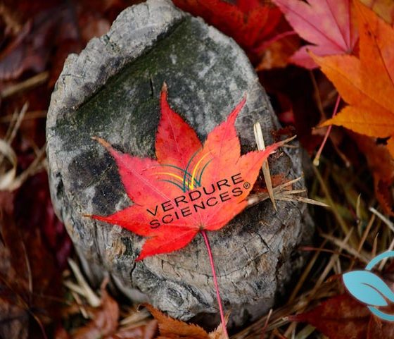red maple leaf extract for sale red maple leaf extract for sale