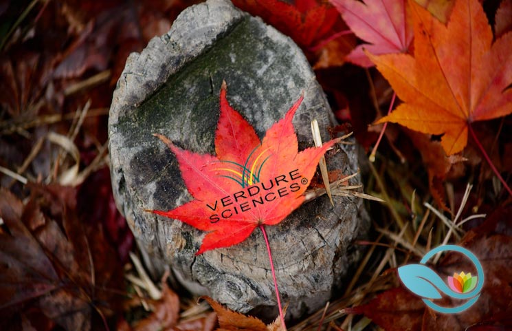 New Maplifa Red Maple Leaf Extract by Verdure Sciences Offers Sustainable Skin Health Solution