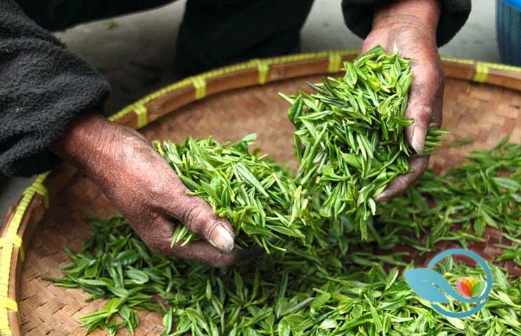 New Green Tea Study: Drinkers Enjoy Optimal Health, Lower Cardiovascular Disease Risks