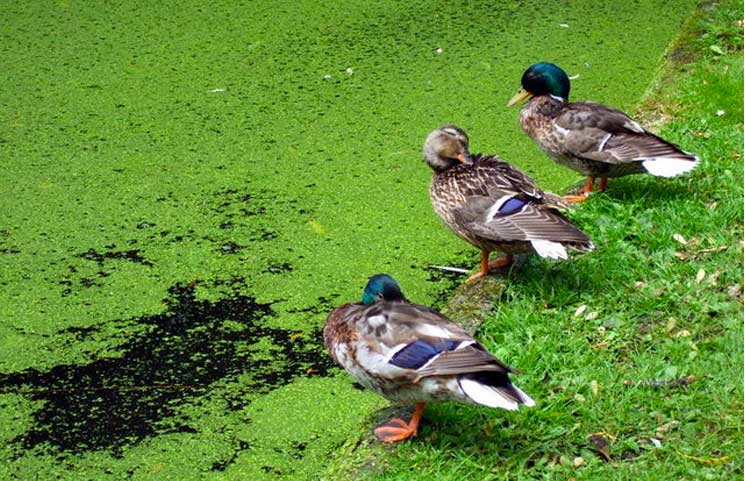 Plant-Based Vitamin B12 Present in Large Amounts in Duckweed, or Water Lentils