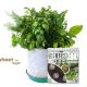 SeedSheet Review: Grow a Fresh, Organic Herb Garden from Home?