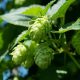 Kirin Study Reveals Hop Extracts May Boost Mood and Cognition in Seniors