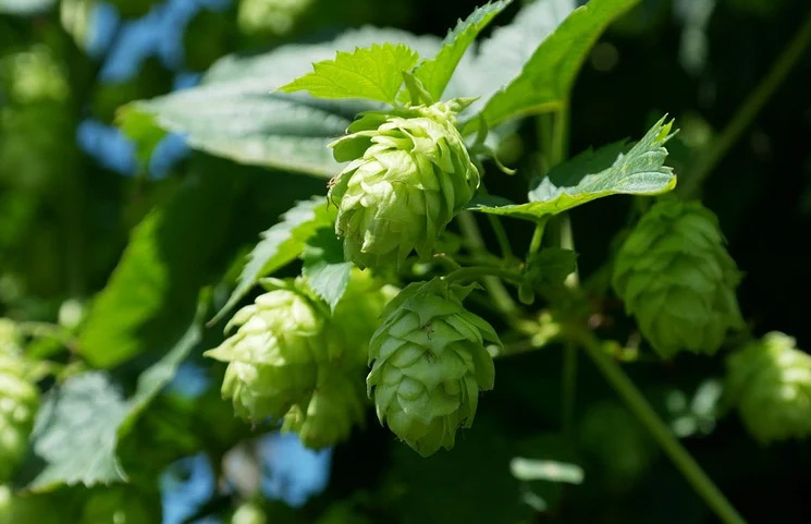 Kirin Study Reveals Hop Extracts May Boost Mood and Cognition in Seniors