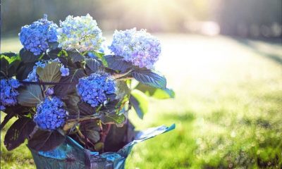 Study Reveals Oral Hydrangea Extract Consumption May Improve Skin Health