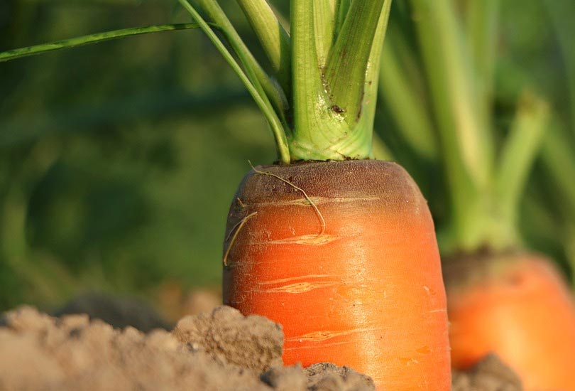 carrot-extract-leaky-gut