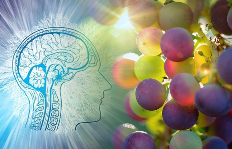 Resveratrol May Improve Cognitive Performance in Postmenopausal Women