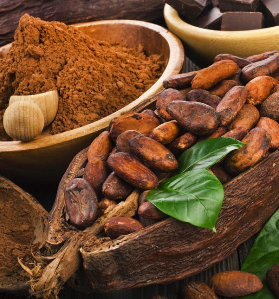 Cocoa Flavanols Ignite Brain Cognition and Oxygenation in Adults